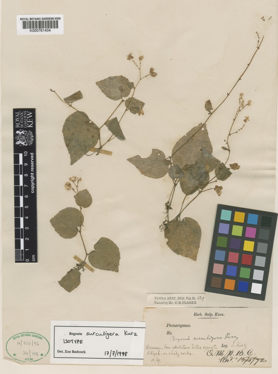 B. surculigera